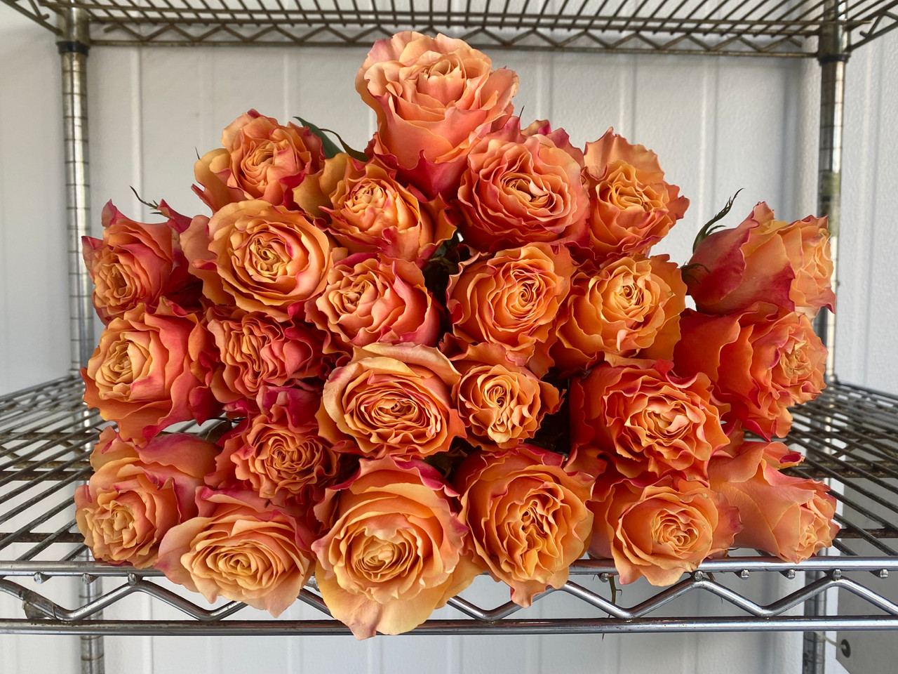 Carpe Diem Roses - 25st. - Ramirez Wholesale Flowers Inc