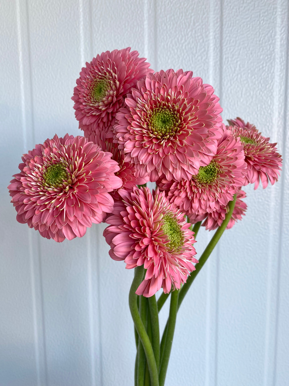 Gerrondo Gerber Daisies Coral-Pink (Ca-Grown) - 10st. - Ramirez