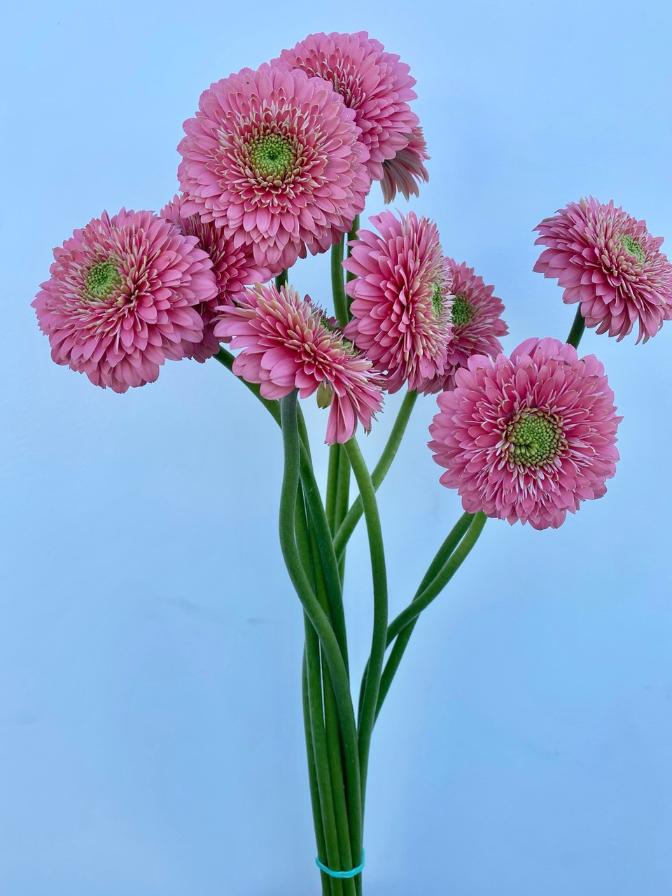 Gerrondo Gerber Daisies Coral-Pink (Ca-Grown) - 10st. - Ramirez