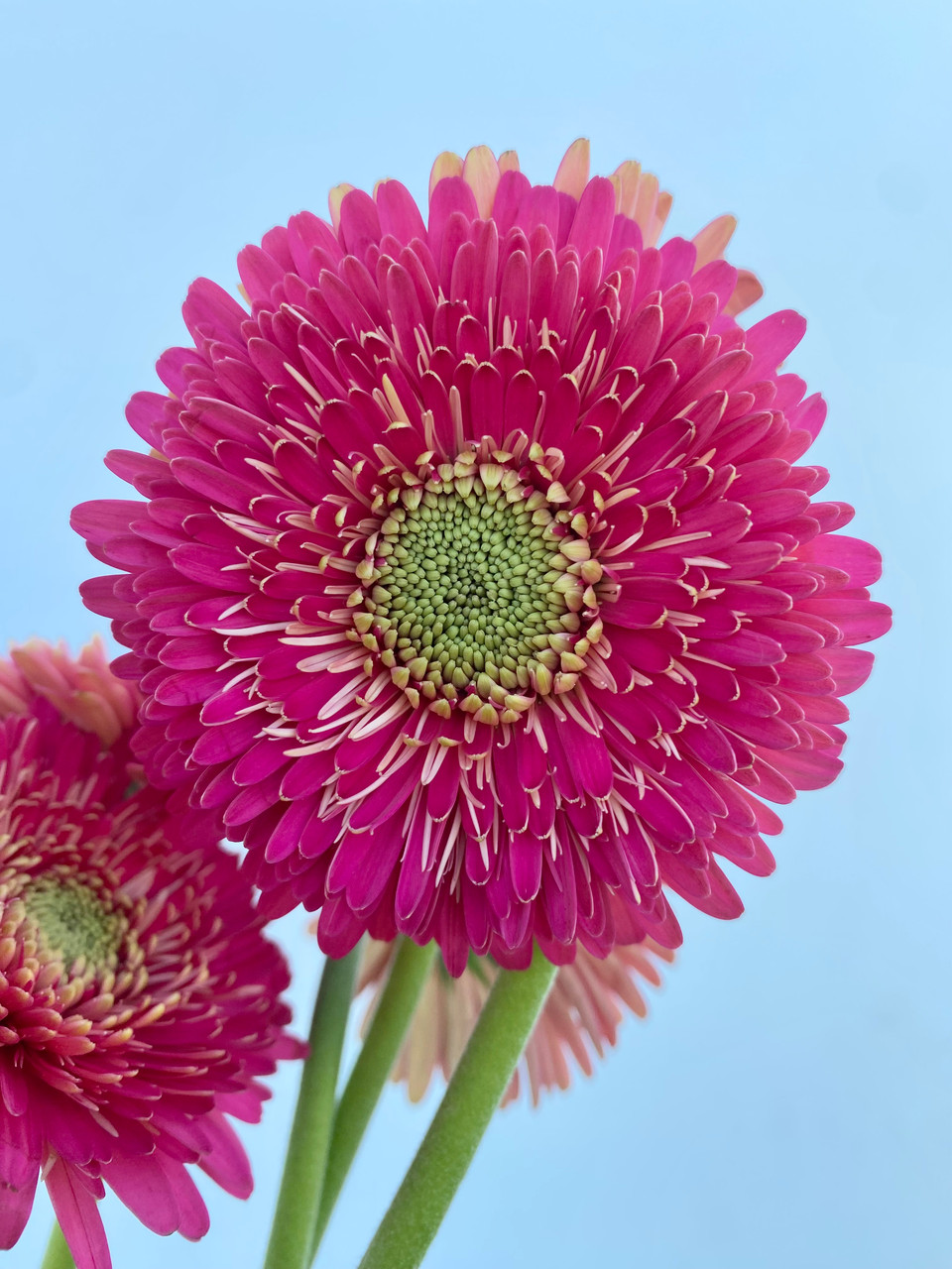 Gerrondo Gerber Daisies Hot Pink (CA-Grown) - 10st. - Ramirez