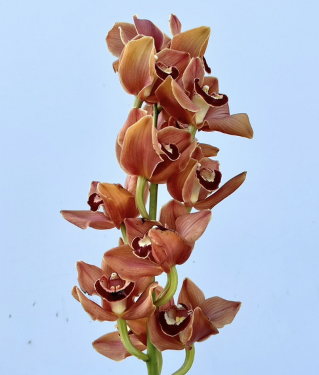 Orchids