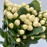 Hypericum White - 50st (5bu.)
