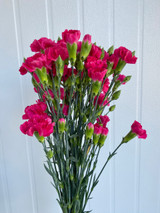Hot Pink Mini Carnation  - 50st. (5bu.)
