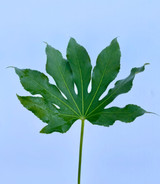 Fatsia (Arelia) - 50st. (5bu.)