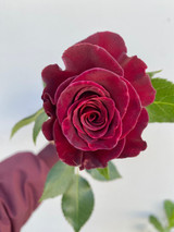 Black Bacarra Roses - 5 bunches (125st. total)