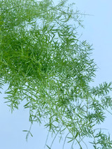 Asparagus ‘Sprengeri’ Fern - 50st. (5bu.)