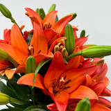 Asiatic Lily Royal Sunset (Orange) bunch