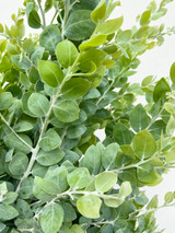 Acacia Pearl CA-Grown -  50 stems (5bu.)