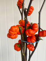 Pumpkin Tree - 5st.