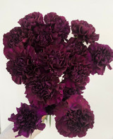 Carnation Moonvista Florigene - 20st.