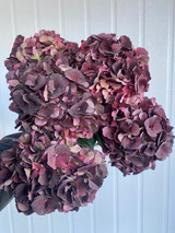 Chocolate Magical Ruby Hydrangea - 5st.