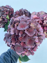 Chocolate Magical Ruby Hydrangea - 5st.