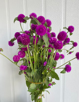 Gomphrena Globe Purple - 10st.  Gomphrena Globe Purple - 10st.