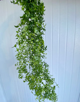 Wedding Smilax 100cm (Asparagus) - 10st.