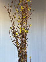 Forsythia Yellow Oregon Grown  (4 ft.) - 7st.