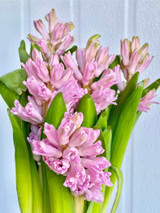 Hyacinth Light Pink - 10st.