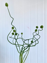 Allium Snake - 5st