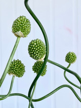 Allium Snake - 5st