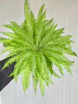 Umbrella Fern - 10st. 