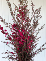 Lepto Flowering Hot Pink (Ca-Grown)  - (7-10st)