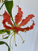Gloriosas Lily Orange - 1st.