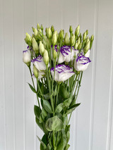 Lisianthus Excalibur Blue Picotee - 5st.