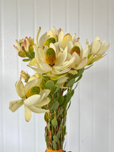 Leucadendron Cream Yellow Ca-Grown - 10st.