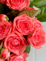 Garden Spray Rose Nemo Ca-Grown - 8st.