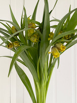 Fritillaria Uva-Vulpis Yellow - 10st