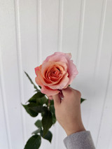 RP Flamingo Roses - 25st. 