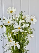 Cosmos White Flowers - 10st.