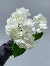 White Hydrangea Premium - 5 stem