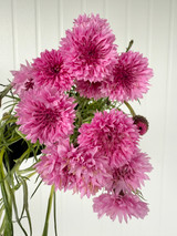 Cornflower Pink - 10st. 