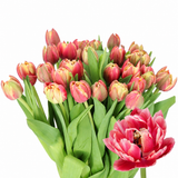 Tulip Double Columbus pink and creamy-white double blooms with natural green buds and foliage on a white background
