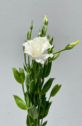 Lisianthus White  - 5 stems