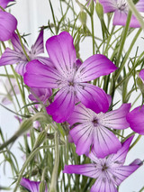 Corncockle Agrostemma Purple - 10st. 