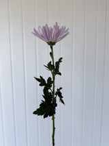 Cremon Mum Lavender - 10st.
