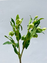 Hellebores Green - 5 stems