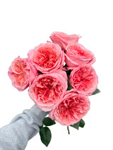 Pink O' Hara Roses - 25st - Ramirez Wholesale Flowers Inc