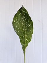 Aspidistra Milky Way - 10st.