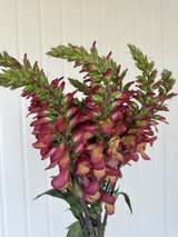 Foxgloves Dark Pink - 10st