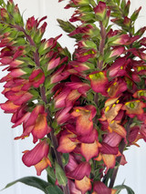 Foxgloves Dark Pink - 10st