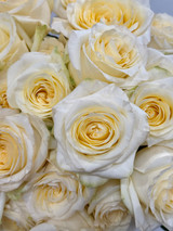 Candlelight Roses - 25st.