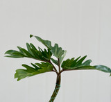 Philodendron Xanadu Extra Small - 5st. 