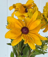 Rudbeckia Black Eyed Susan - 10st.