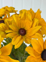 Rudbeckia Black Eyed Susan - 10st.