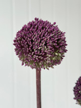Allium Summer Drummer - 5st.