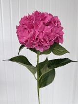 Hydrangeas Rodeo Pink - 5st. 