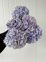 Hydrangeas Sunsation Purple - 5st.