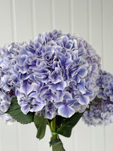 Hydrangeas Sunsation Purple - 5st.